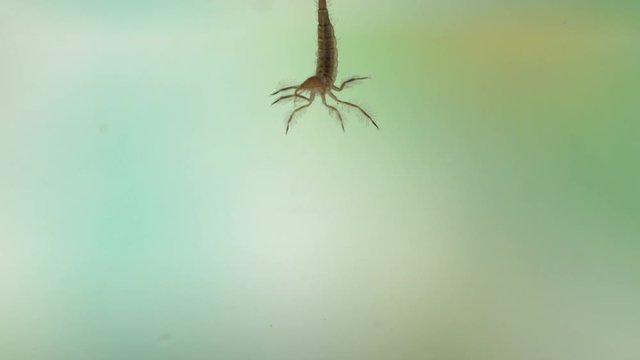 In a wild pond there are predatory diving beetles that like to eat pawn