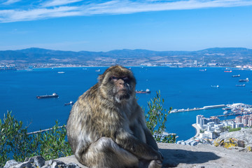Fototapeta premium Affe in Gibraltar