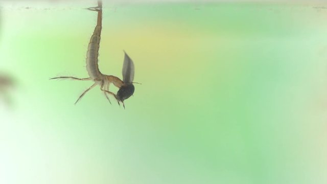 In a wild pond there are predatory diving beetles that like to eat pawn
