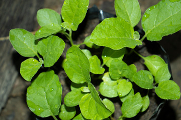close up of green leaves