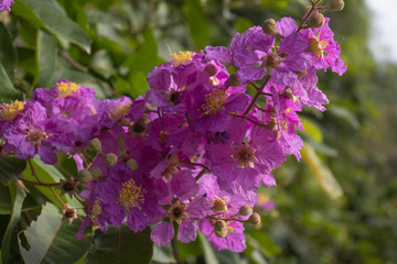 lilac flowers in the garden