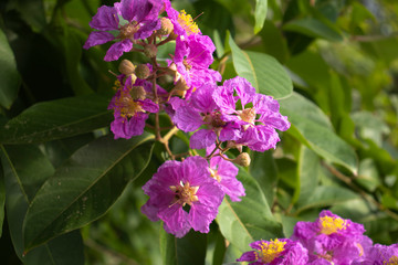 pink flowers in the garden