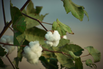 view of cotton plants in an Indian fields 