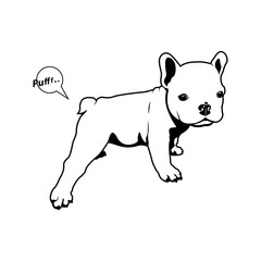 Cute little frenchie is doing yoga exercise and making a fart. French bulldog puppy stretch her legs and release a little gas pufff..(sound effect)