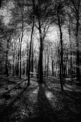 Fr&uuml;hlingswald in IR