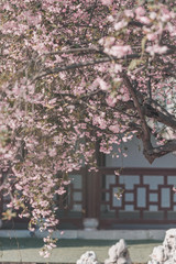 Begonia flower and Chinese ancient architecture