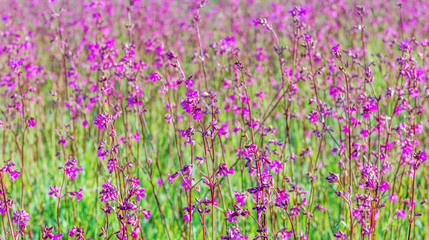 Flowering field. A lot of blooming wild carnations.