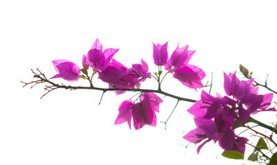 Obraz na płótnie Canvas lilac flowers isolated on white background