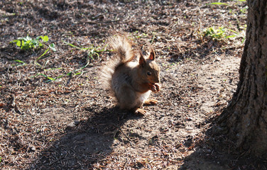 Red squirrel walks in the forest.