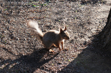 Red squirrel walks in the forest.