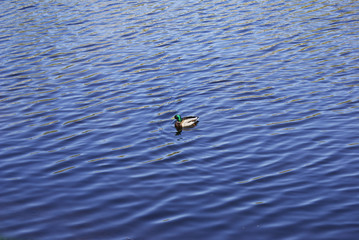 Wild duck swims in a lake in a park