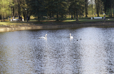 A white swan swims in the lake, a beautiful bird.
