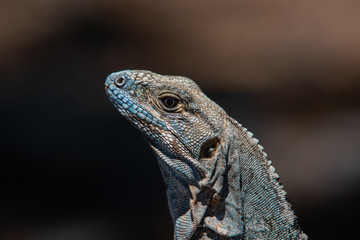 lizard, reptile, iguana, animal, dragon, nature, wildlife, green, eye, wild, zoo, scales, head, animals, pet, skin, scale, tropical, portrait, closeup, fauna, reptiles, macro, water, close-up