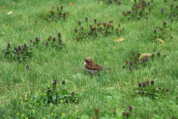 Little sparrow in the grass, bird.