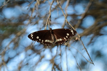 Butterfly on a branch with spread wings