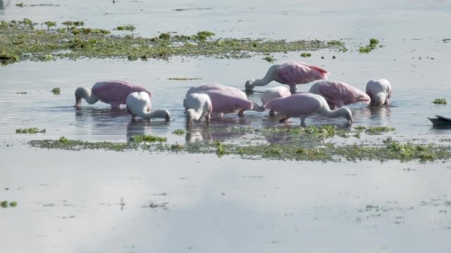 Pink roseate spoonbill birds wading in water at Orlando wetlands in Florida
