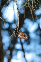 Butterfly on a branch in the afternoon