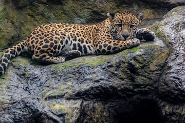 leopard, animal, cat, jaguar, wildlife, wild, nature, mammal, predator, zoo, big, feline, carnivore, panther, safari, animals, tiger, fur, spots, panthera, spotted, amur, big cat, black,