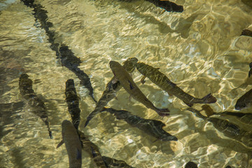 Fish in clear water
