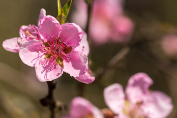 Fototapeta na wymiar eine aufgeblühte pinke Blüte im Frühling