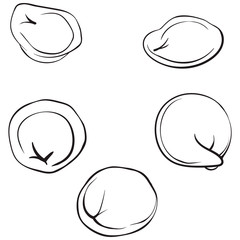 Pelmeni line art. dumplings solated on white