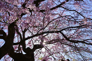 2020年4月11日東京都八王子市の「団地で撮影したしだれ桜」3
