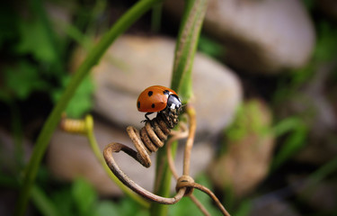 ladybird on a leaf