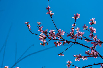 Äste mit pinken Blüten vor blauem Himmel