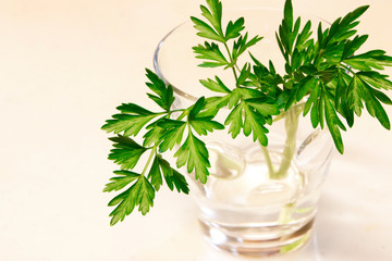 イタリアンパセリ