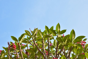 Plumerias or Temple Trees