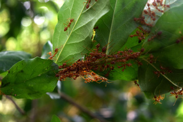 Blurred images, ants help build nests on green branches