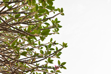 Plumerias or Temple Trees