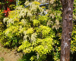 2020年4月11日東京都八王子市で撮影「アセビの花」
2