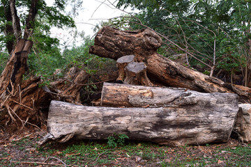 Fototapeta na wymiar Many log piles because of the deforestation