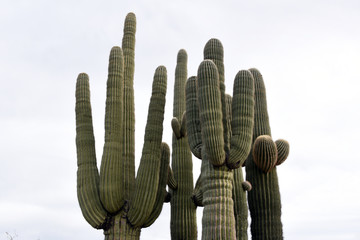 Looking up at big Saguaro cacti in Arizona