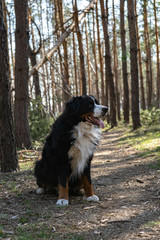 Happy Bernese mountain dog walking in the pine forest on string sunny day