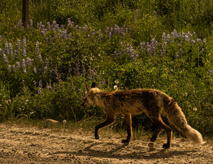 Fox and Flowers
