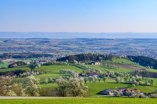 panoramic view of the austrian district mostviertel with apple and pear trees in blossom