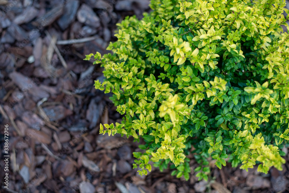 Wall mural Sunshine ligustrum, a small privet decorative shrub with bright yellow and lime leaves	
