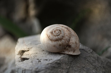 Empty Snail Shell House On The Stone, Sunset