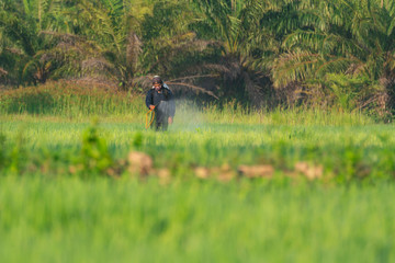 Farmer is spraying  something to plants in his rice field.