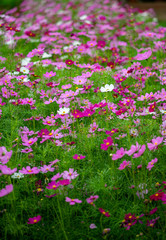 Pink cosmos flowers blooming in the field