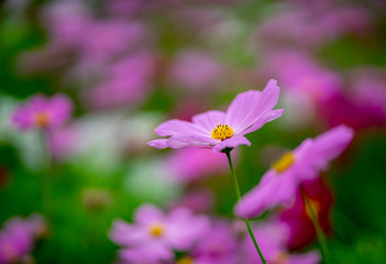 Pink cosmos flowers blooming in the field