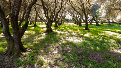 Olive trees orchard background