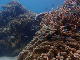 珊瑚畑のそばの元気なサンゴたち