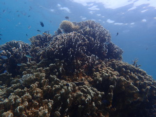 Naklejka na ściany i meble 珊瑚畑のそばの元気なサンゴたち