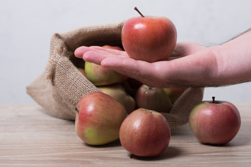 Cloth bag with apples. Male hand takes apples from the bag.