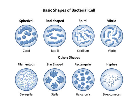 Basic shapes of bacteria. Microbiology. Types of shapes: spherical, rod-shaped and spiral. Bacteria in magnifying glass. Vector illustration in flat style isolated over white background