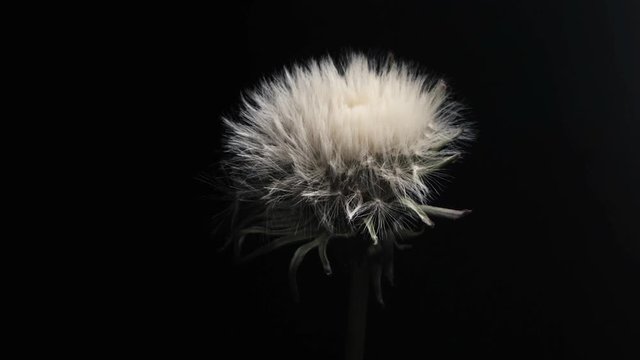extreme macro timelapse, dry dandelion open up on black background