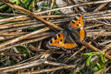 Large tortoiseshell (Nymphalis polychloros)